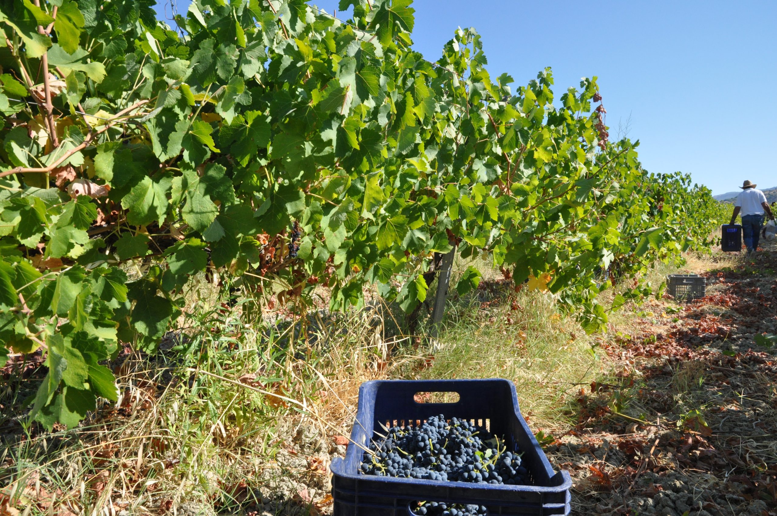 paphos wine harvest. cyprus wine tours, wine tours cyprus