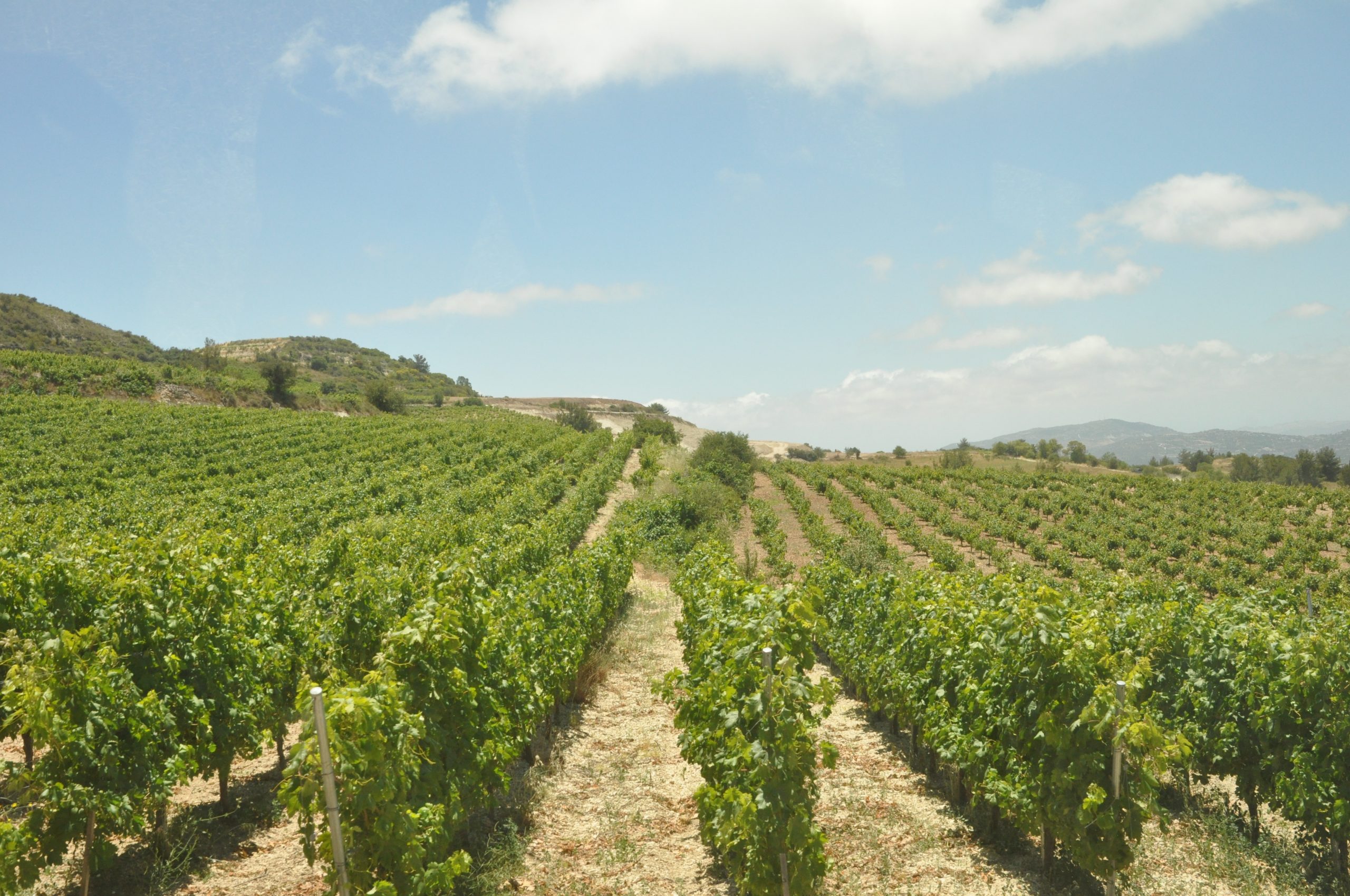 limassol vineyard. cyprus wine tour. wine tours cyprus